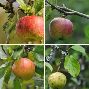 Malus