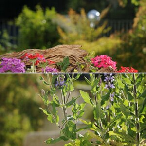 im Garten