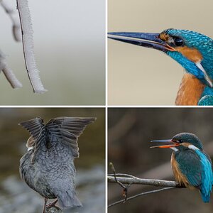 Eisvogel