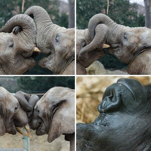 Zoo