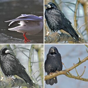 Vögel