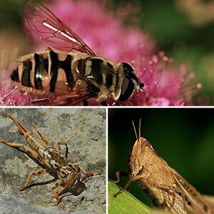 Insekten