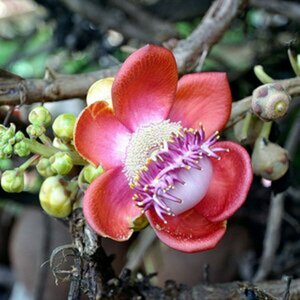 Fremde Blüte