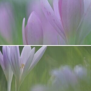Blumen Impressionen