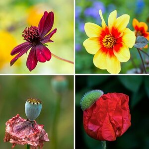 Blumen und Pflanzen