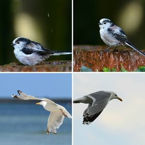 Vogelfotografie!