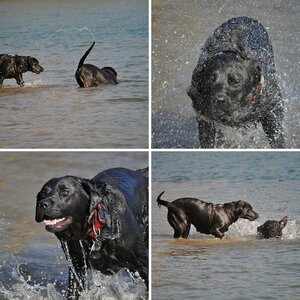 Wasserratten