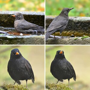 Amsel II