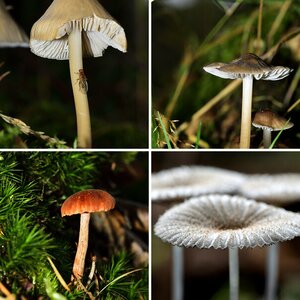 Pilz Sammlung