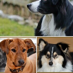 Hunde