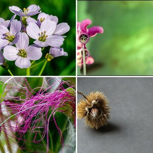 Pflanzen und Blumen