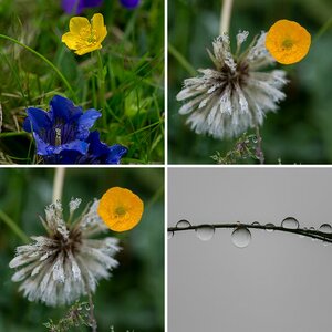 Blumen