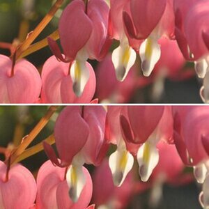 Blumen