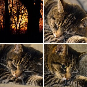 Katze