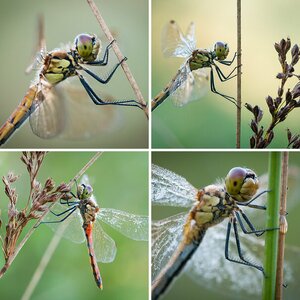 Insekten (8)