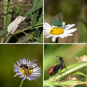Insekten