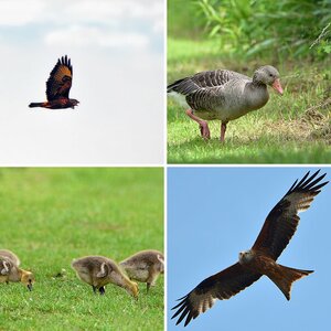 Fischadler, Graugans, Mäusebussard, Milan, Reiher, Turmfalke, Uhu