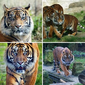 Tiere