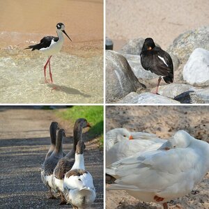 diverse Vögel
