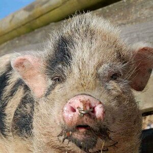 Tiere