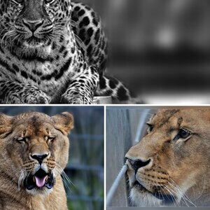 Tiere