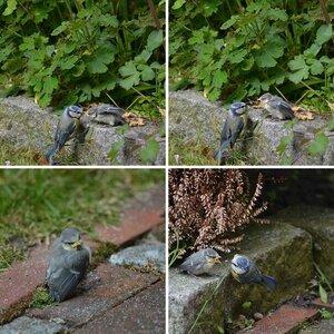 Nachwuchs bei den Blaumeisen