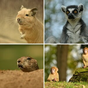 Zoofotografie!