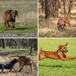Hunde
