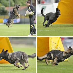 Hundesport