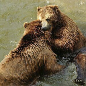 Tiere