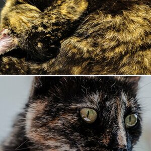 KEA die Kampfkatze