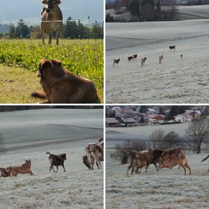 Tiere