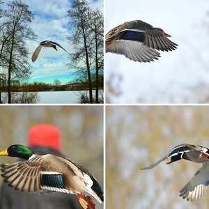 "Flug-Enten"