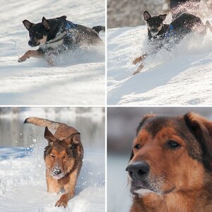 noch mehr Hunde II