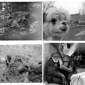 Tiere