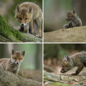 Bei Familie Fuchs