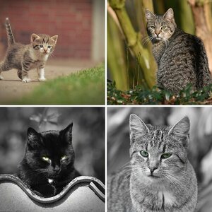 Katzen!