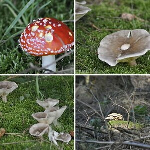 Herbstspaziergang