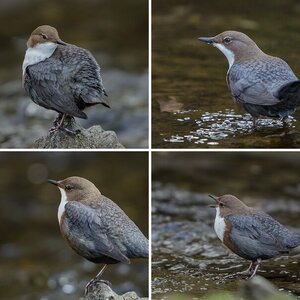 Wasseramsel
