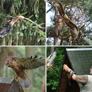 Vögel
