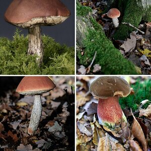 Pilze