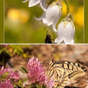 Insekten