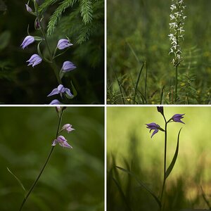 Orchideen
