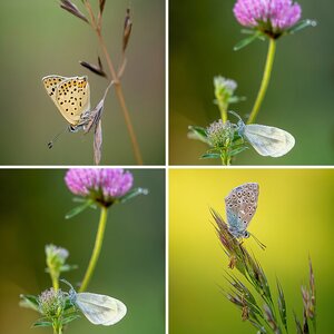 Insekten (9)