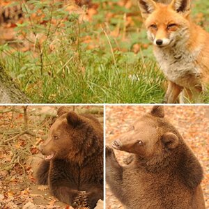Einfach tierisch