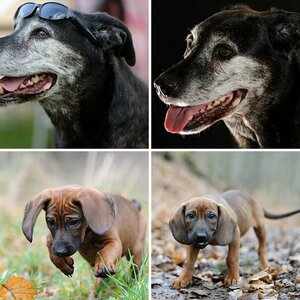 hunde