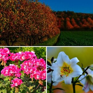 Blumen