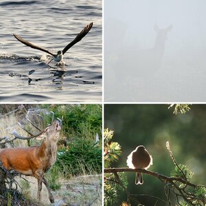 Tiere draußen