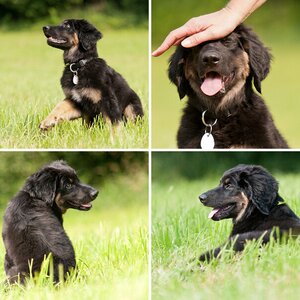 Hunde2