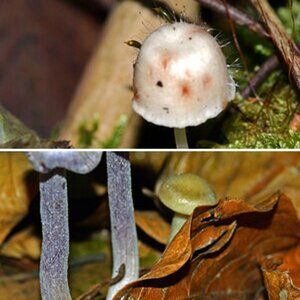Herbst/Winter
